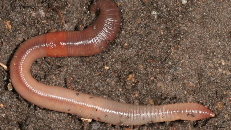 Earthworm